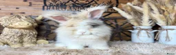 Angora rabbits for sale: PURE PEDIGREE|ENGLISH ANGORA - Advert 10