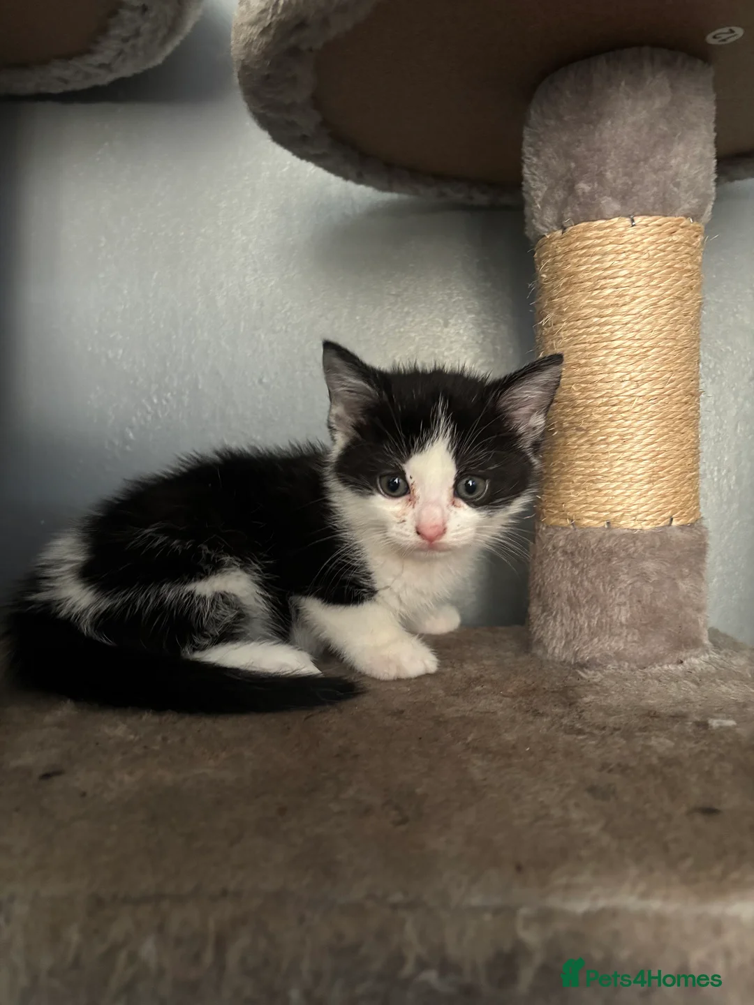 Mixed Breed cats for sale: adorable kittens for sale, collection anyday - Advert 2