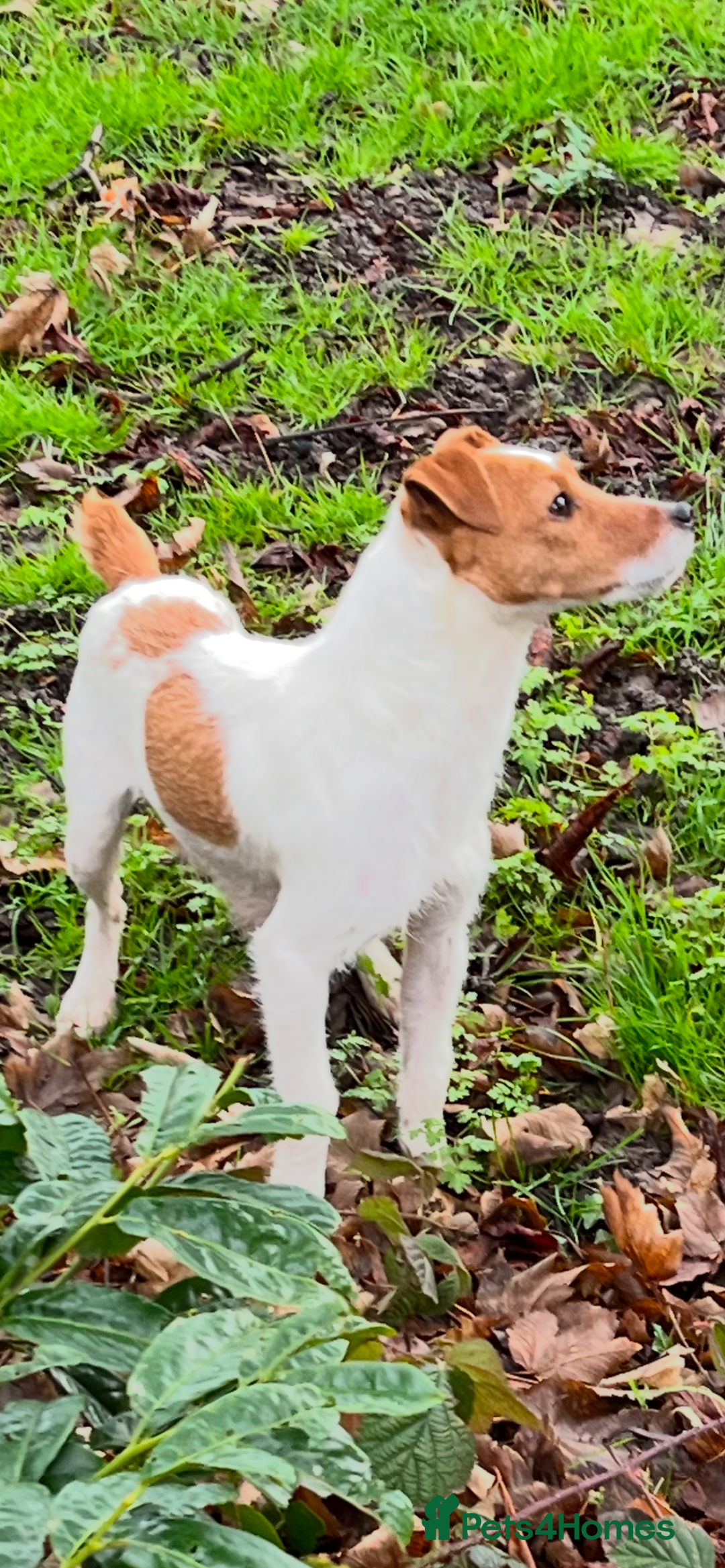 Parson Russell dogs for sale: Parson Russell  - Advert 2