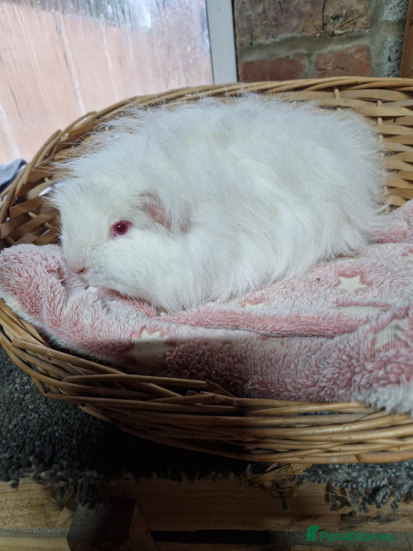 Guinea Pig rodents Swiss adult boy - Advert 7