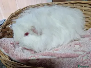 Guinea Pig rodents Swiss adult boy - Advert 7