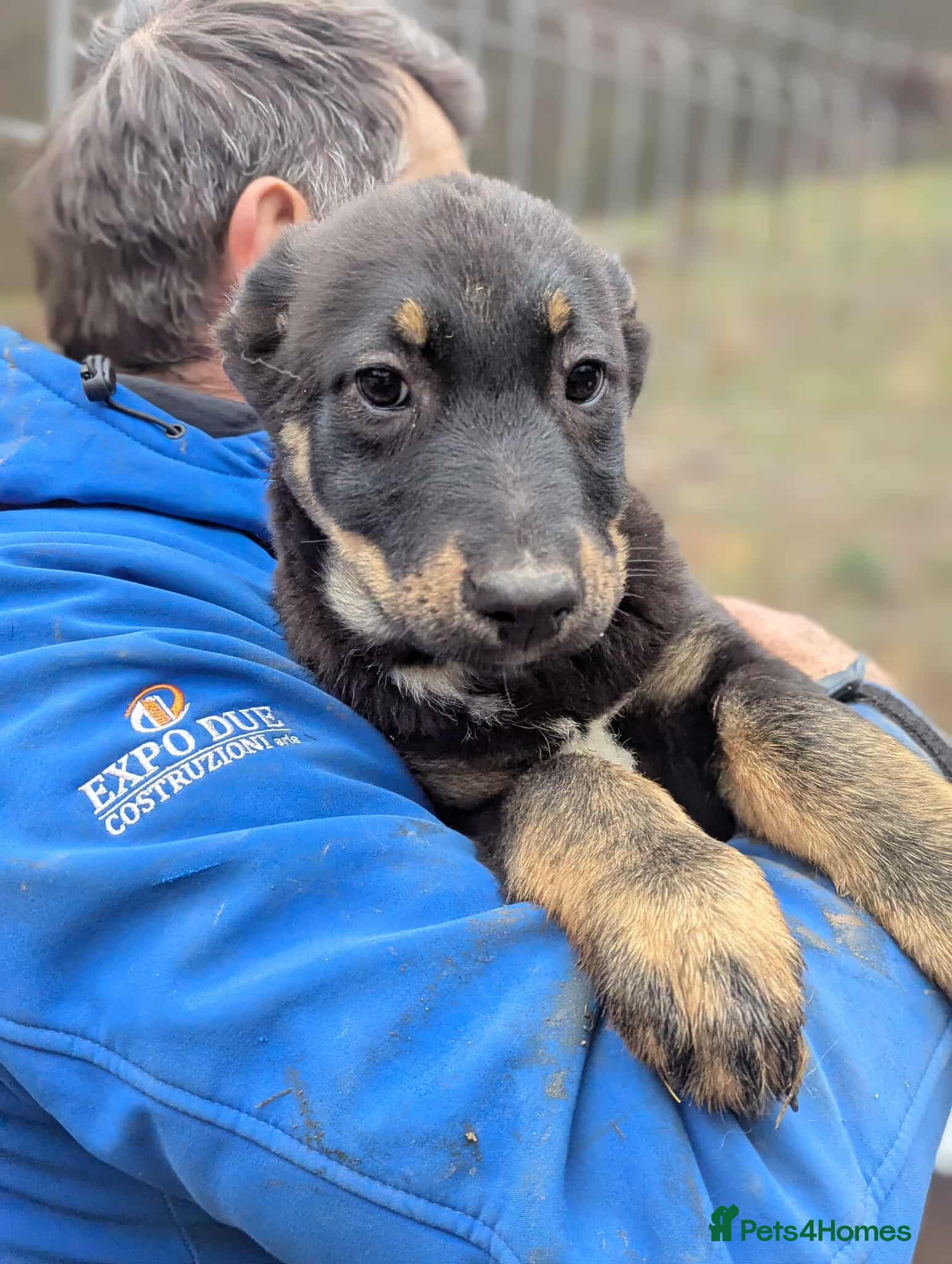 Mixed Breed dogs Quinn 🩷 - Advert 1