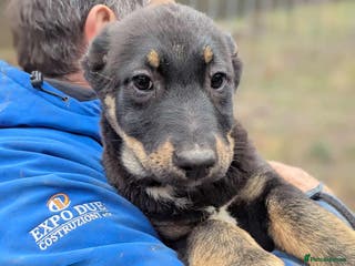 Mixed Breed dogs Quinn 🩷 - Advert 3