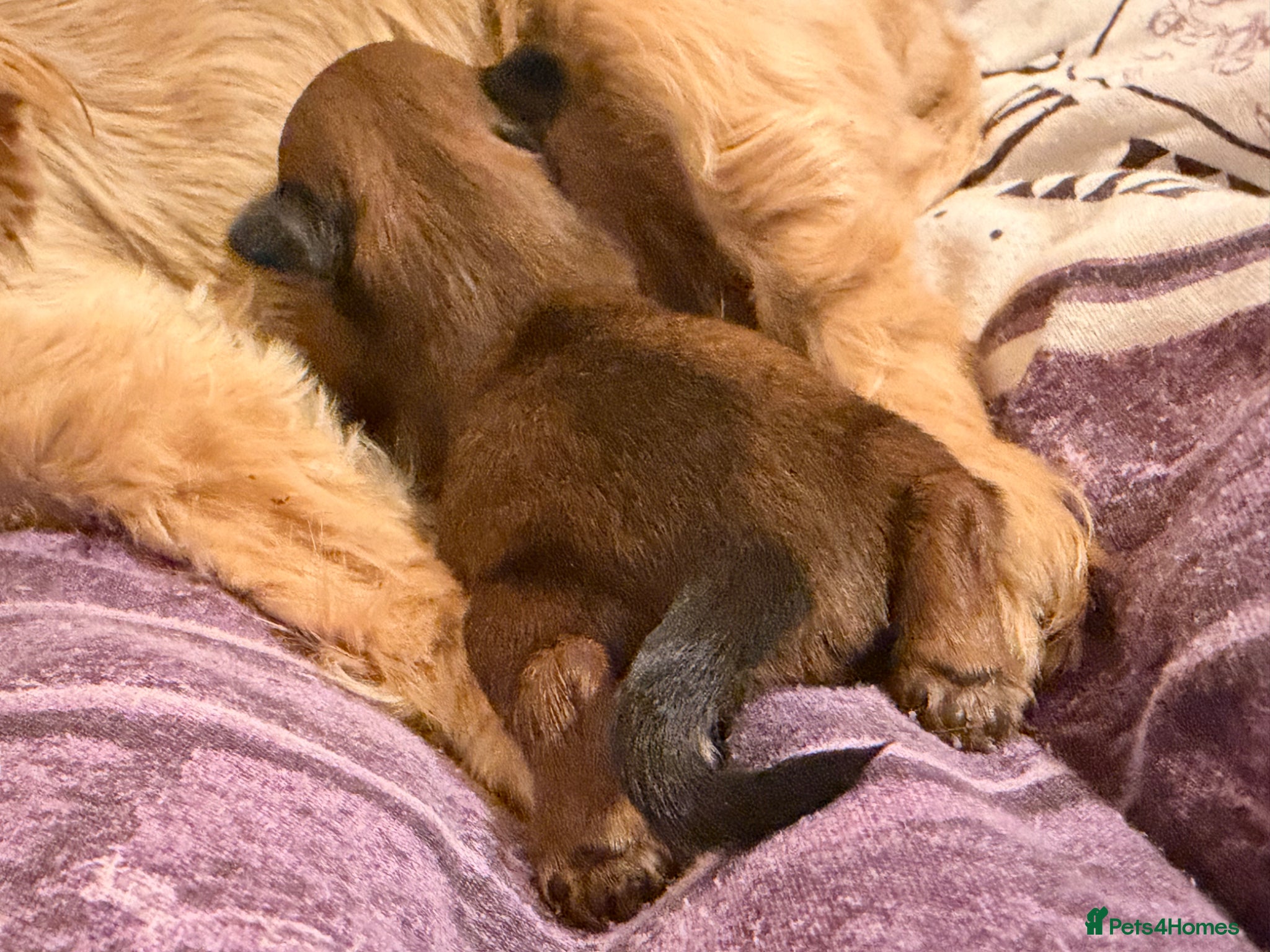 Yorkshire Terrier dogs for sale: Yorkshire terrier  - Advert 6