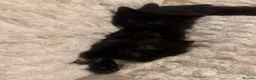 Mixed Breed cats for sale: 4 playful happy fluffy kittens - Advert 15