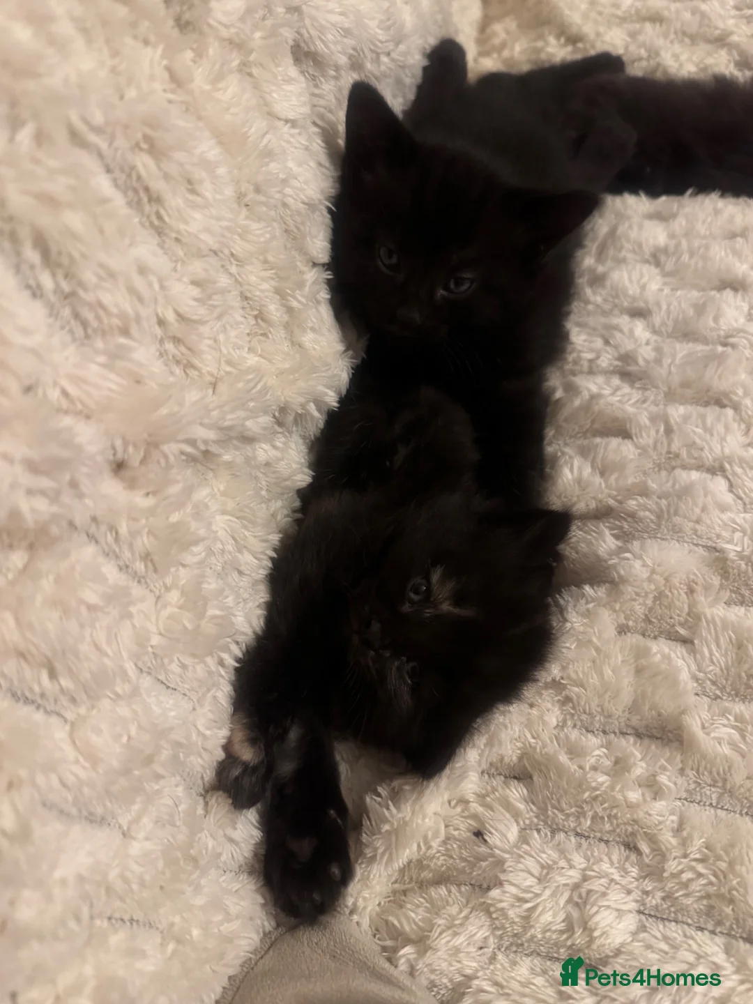 Mixed Breed cats for sale: 4 playful happy fluffy kittens - Advert 15