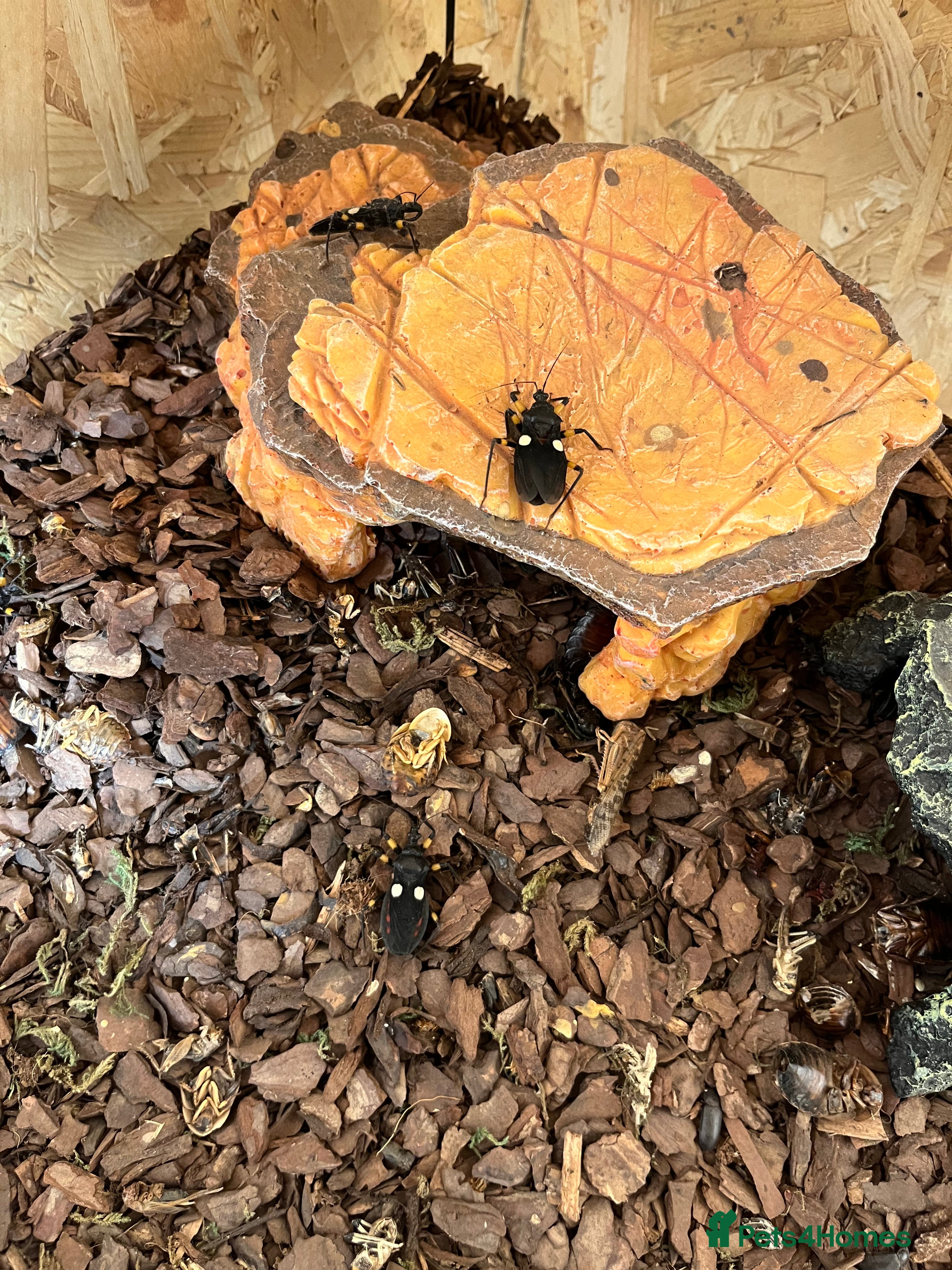 Mixed Breed invertebrates Assassin Bugs in vivarium - Advert 1