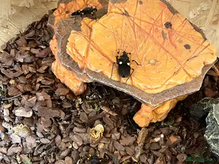 Mixed Breed invertebrates Assassin Bugs in vivarium - Advert 1