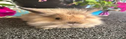 Lionhead rabbits for sale: 🦋Pure breed Teddy lionheads 🦋 - Advert 24