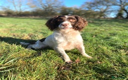 English Springer Spaniel dogs for sale: Unusually marked pups, heart of gold,health tested - Image 7