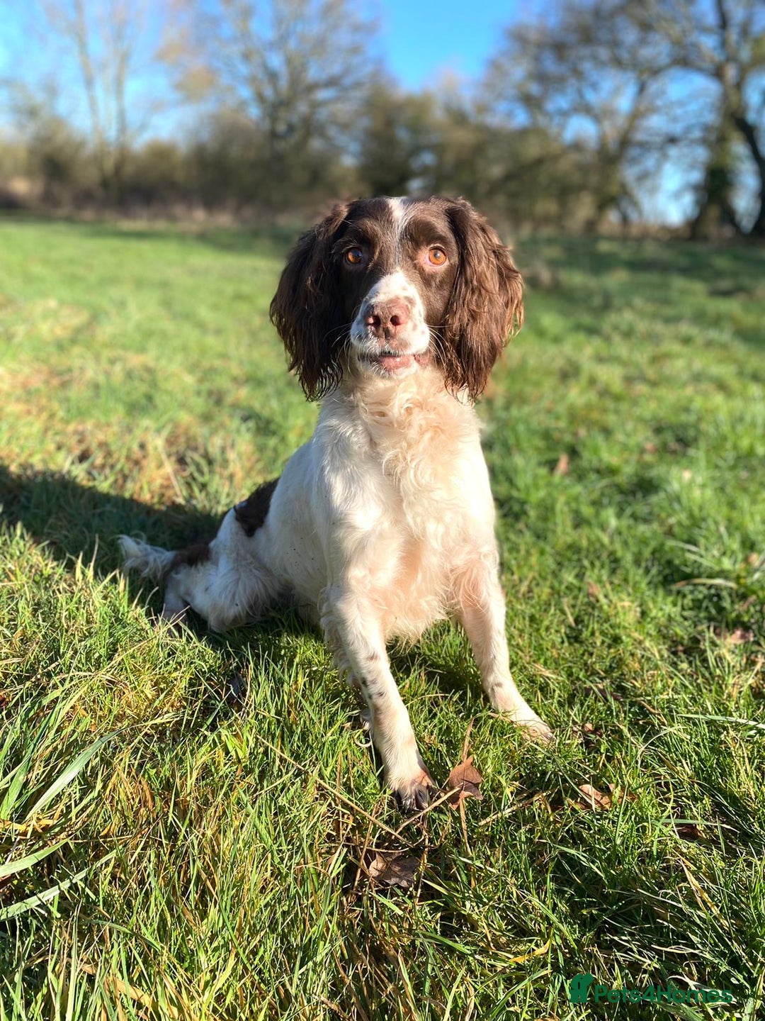 English Springer Spaniel dogs for sale: Unusually marked pups, heart of gold,health tested - Image 7