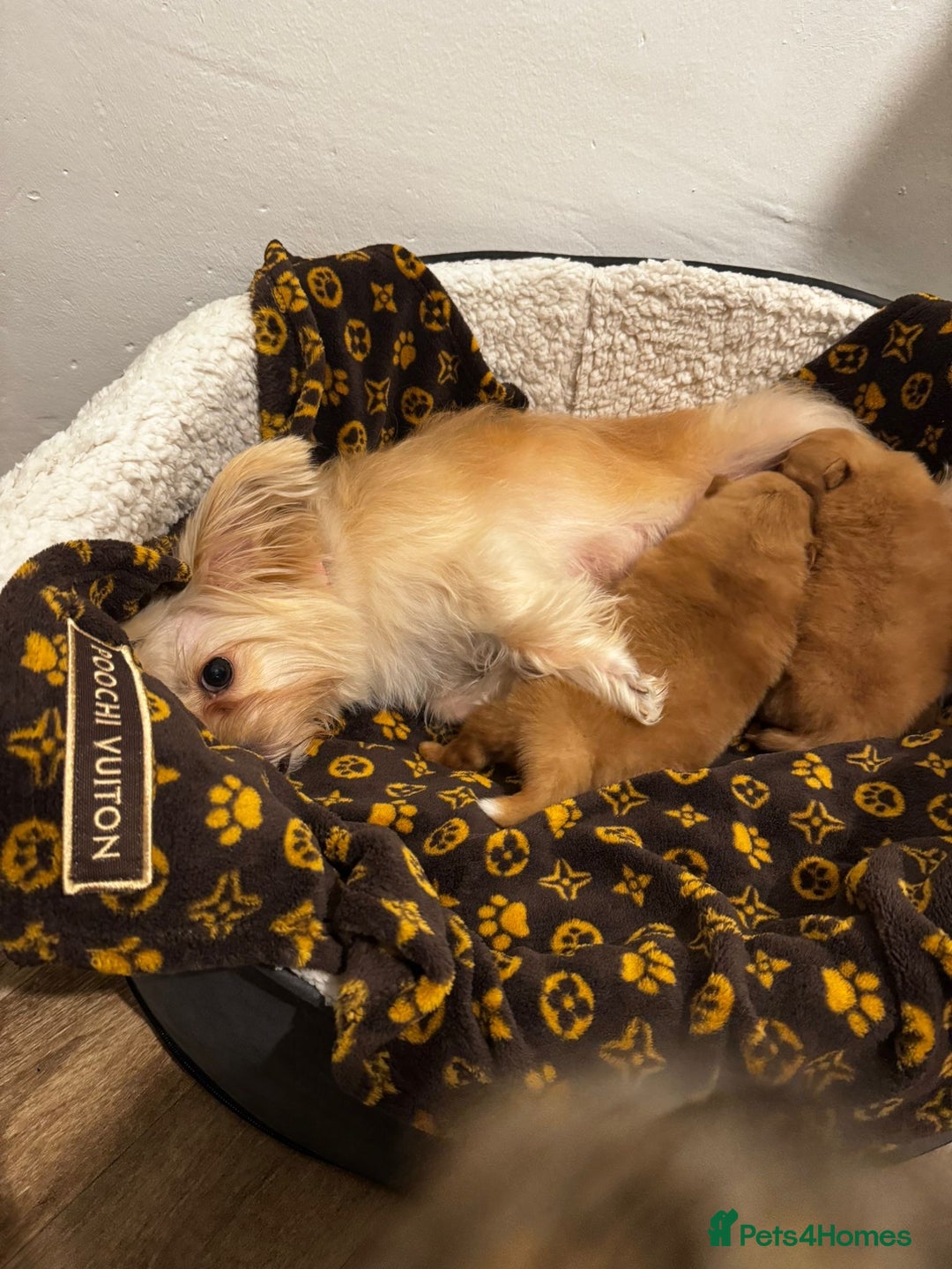 Mixed Breed dogs for sale: Pomeranian mixt with bichon - Advert 17