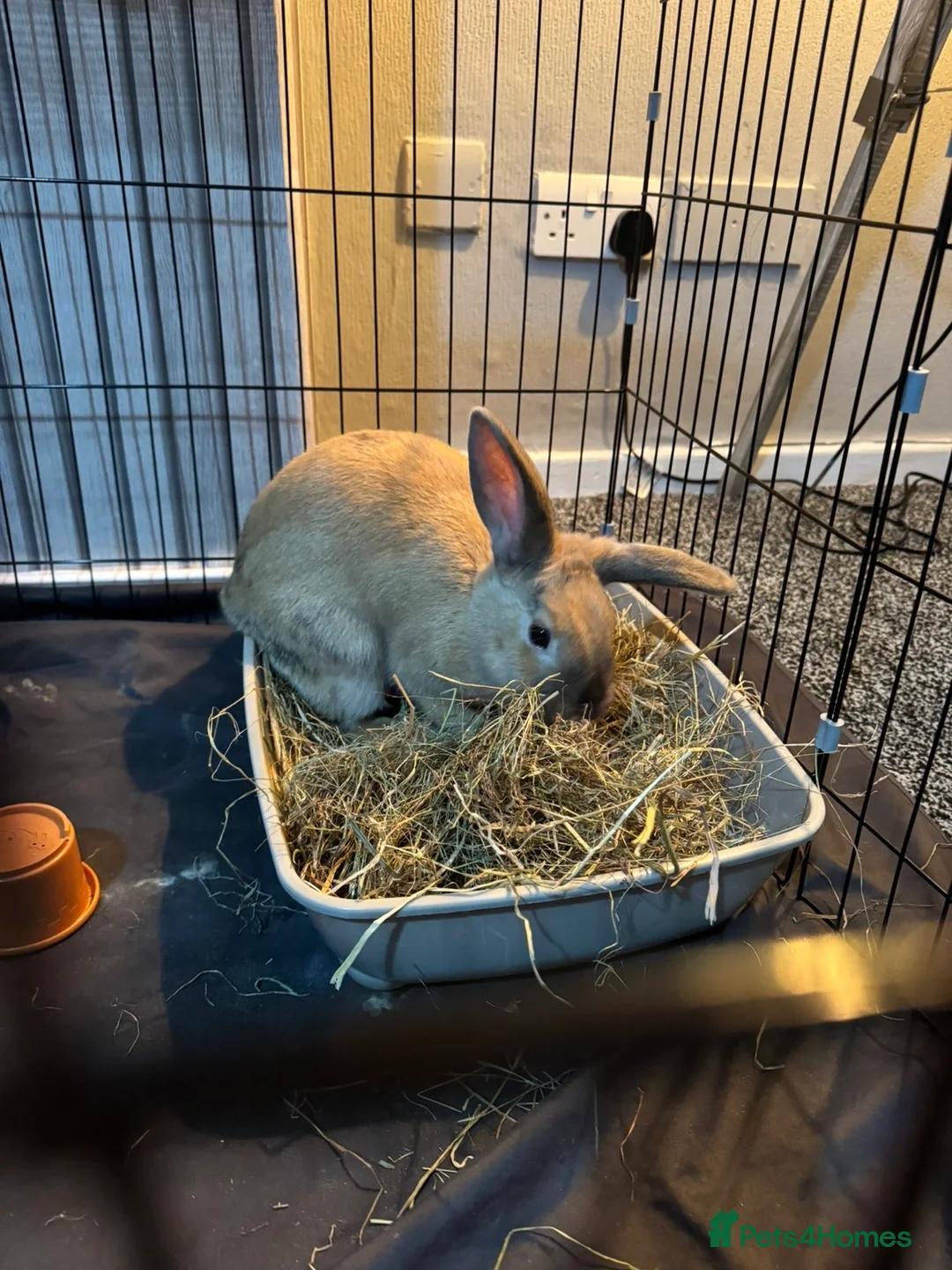 Dutch rabbits for sale: rabbit needing rehomed in Dalkeith - Advert 1