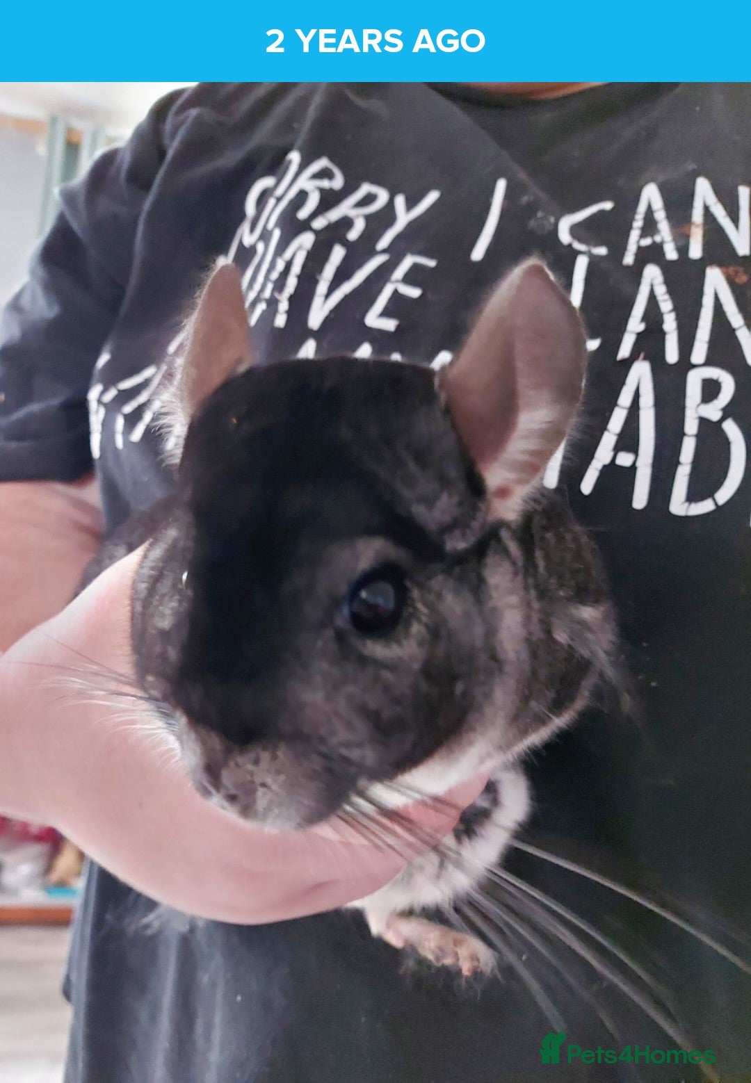 Chinchilla rodents Male chinchilla  - Advert 1