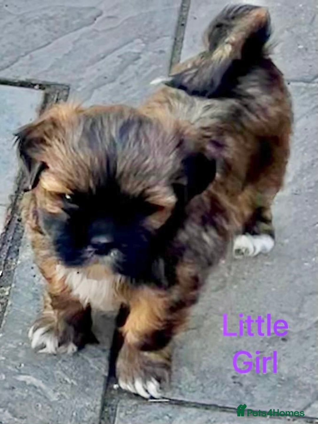 Lhasa Apso dogs for sale: Two Adorable KC Reg Puppies GPRA4 Clear - Image 18