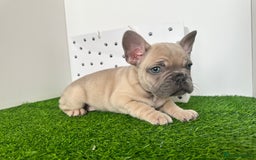 French Bulldog dogs for sale: 5 French bulldog puppy’s  - Image 16