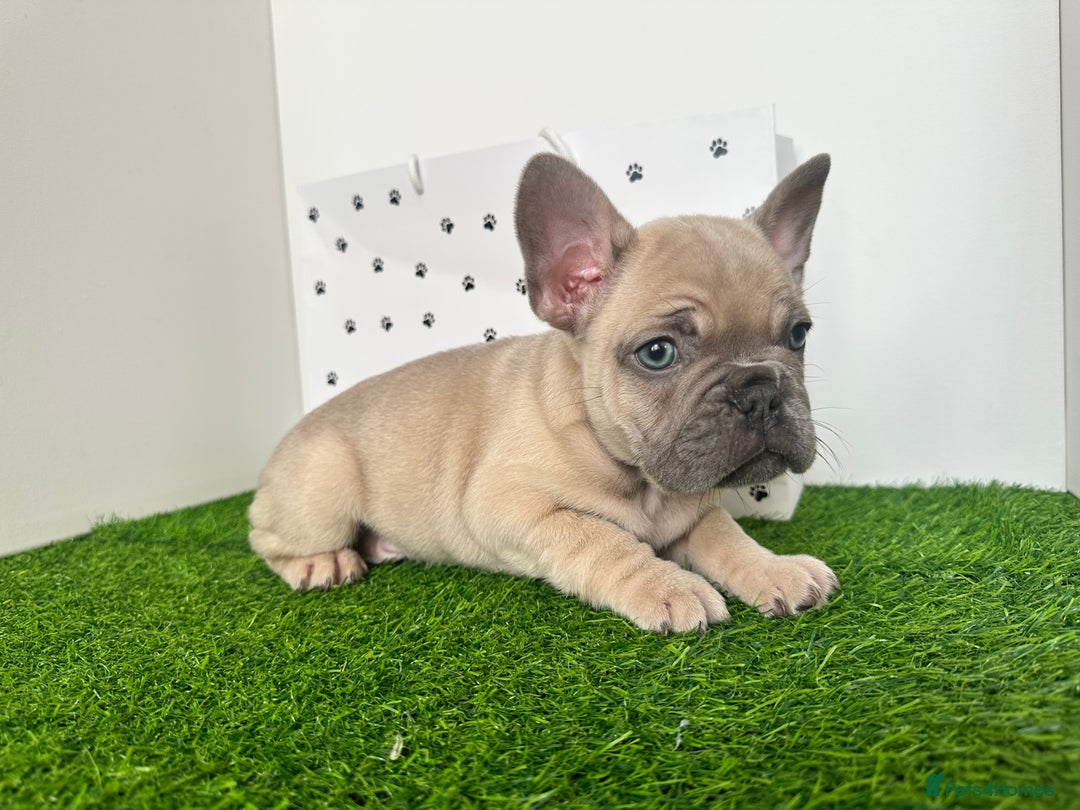 French Bulldog dogs for sale: 5 French bulldog puppy’s  - Image 16
