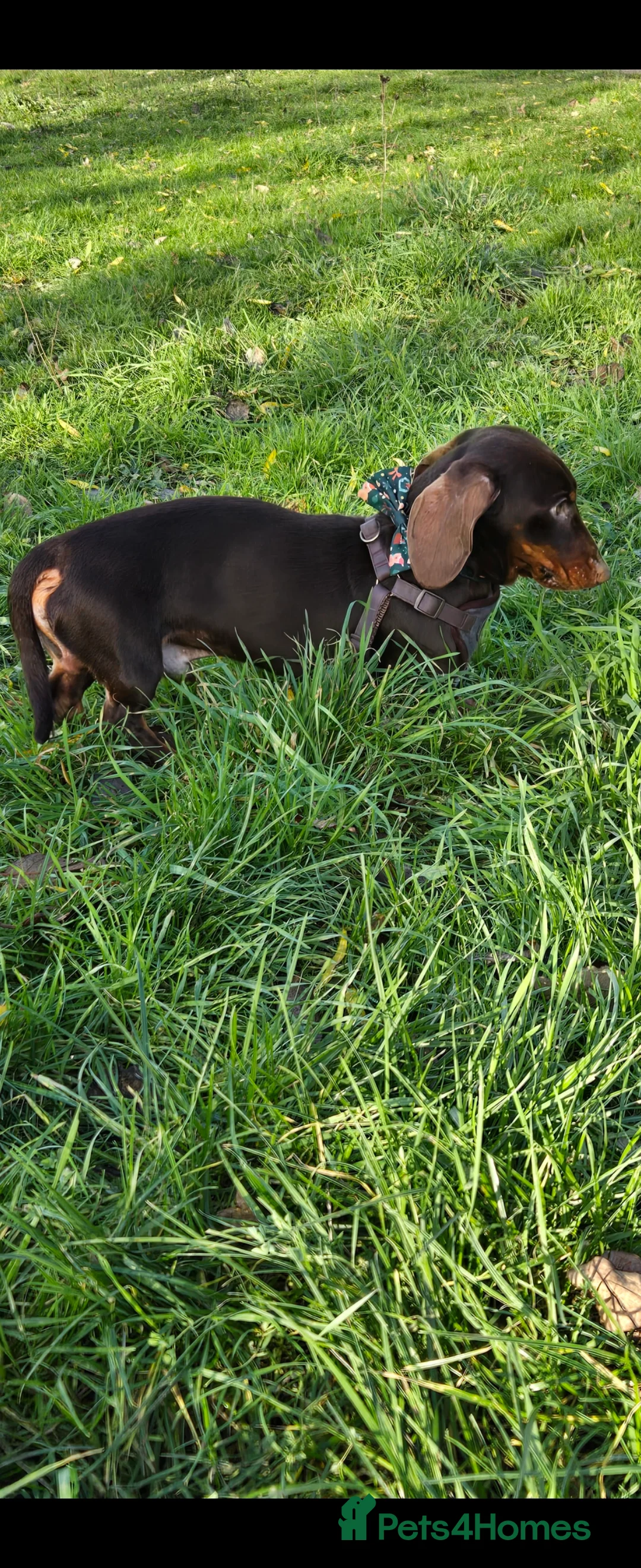 Miniature Dachshund dogs for stud: KC Reg. FullyTested, Miniature Dachshund stud - Advert 4