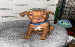 Mixed Breed dogs for sale: 6 Beautiful Fur Babies - Image 8