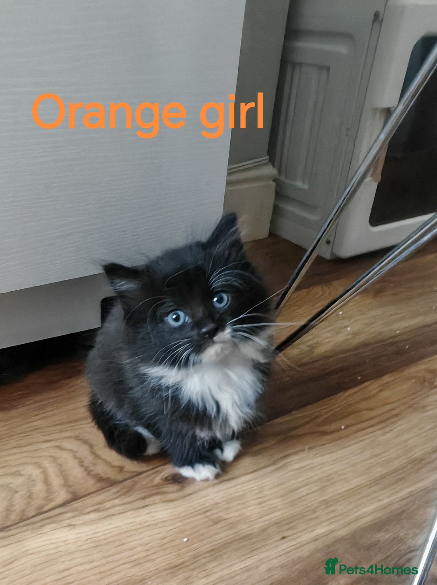 Mixed Breed cats Beautyfull babies ragcoon x tuxedo croos  - Advert 2