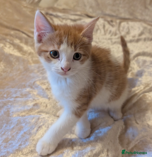 Mixed Breed cats Beautiful kittens for sale. - Advert 2