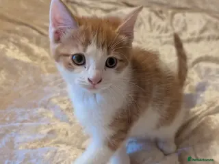 Mixed Breed cats Beautiful kittens for sale. - Advert 1