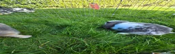 Mini Lop rabbits for sale: Mini lops *3 Girls, 1 Boy* - Advert 4
