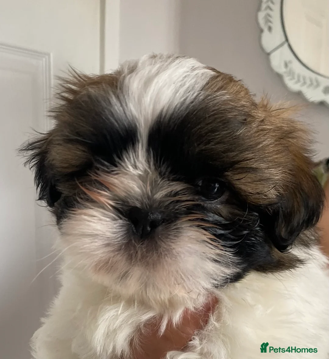 Shih Tzu dogs for stud: KC Lilac Imperial Shih Tzu for Stud in Chislehurst - Advert 15