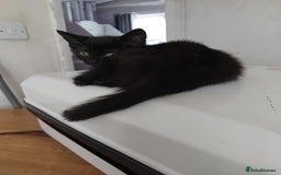 Mixed Breed cats for sale: Four adorable black and white kittens  - Image 3