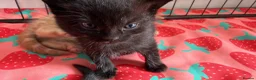 Mixed Breed cats for sale: Kittens 🐱  - Advert 10