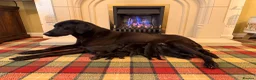 Labrador Retriever dogs for sale: Superb KC pups, health tested parents&many FTCH/Ws - Advert 4