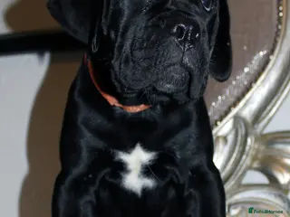 Cane Corso dogs PRICE DOWN, 1 GIRL LEFT - Advert 9