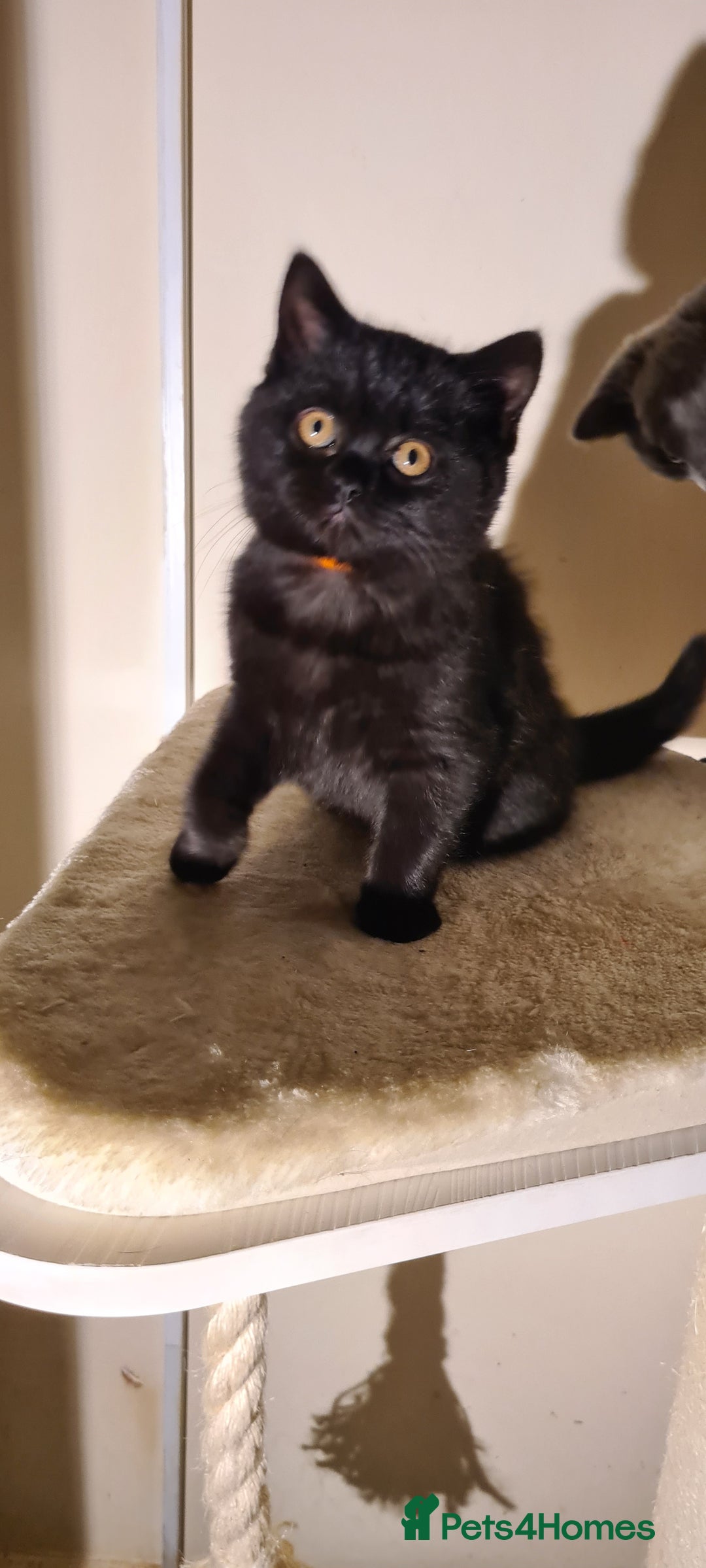 British Shorthair cats for sale: British shorthair black and blue kittens - Advert 32