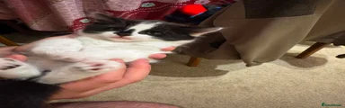 Mixed Breed 3