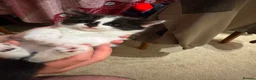 Mixed Breed cats for sale: 4 adorable kittens - Advert 16