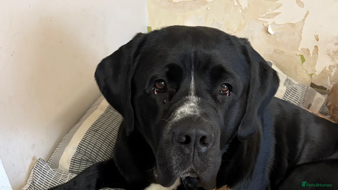 Mixed Breed dogs for sale: NO LITTER. REHOMING DOG - Advert 4