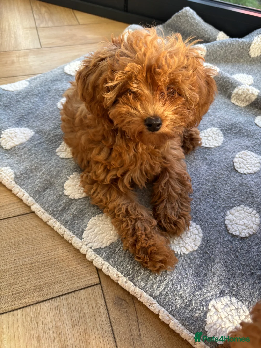 Cavapoo dogs for sale: Family Raised Cavapoo Puppies ready to Reserve!  - Advert 2