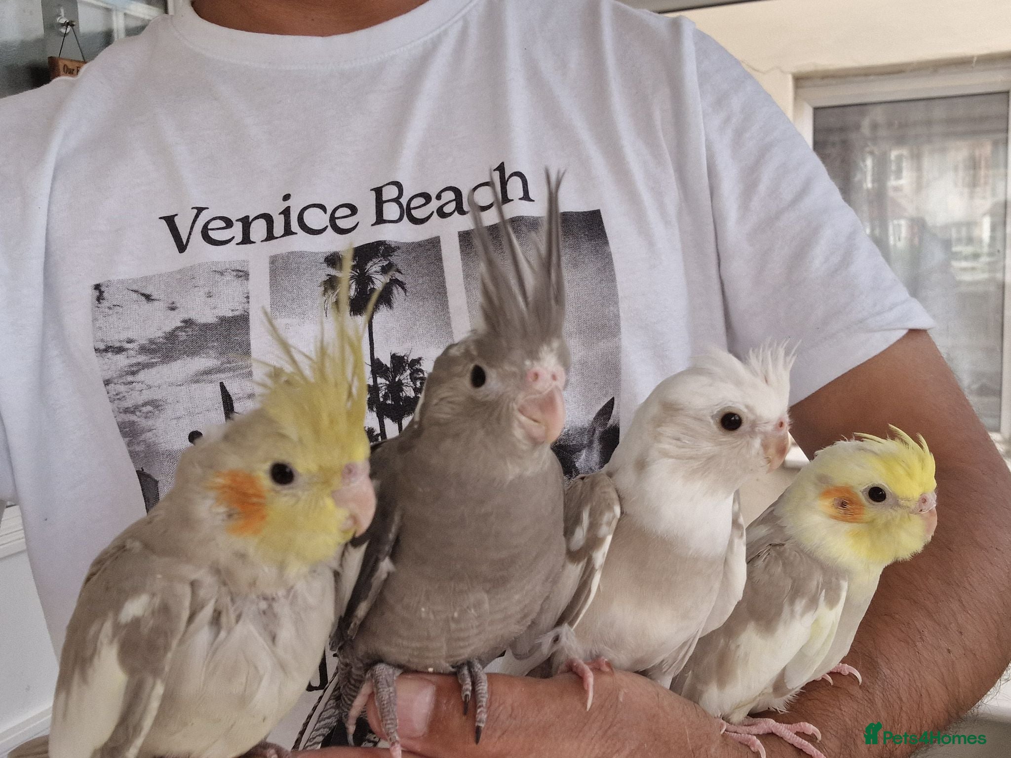 Cockatiels birds Super silly hand tamed baby budgies  - Advert 11