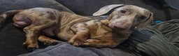 Dachshund dogs for stud: Proven Isabella Dapple daschund for stud in Wolverhampton - Advert 2