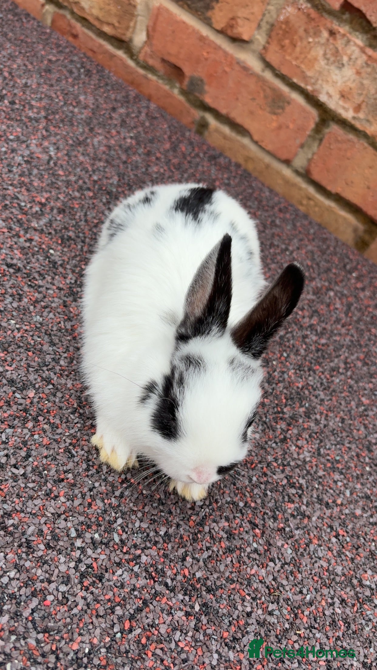 English Lop rabbits Lop rabbits  - Advert 10