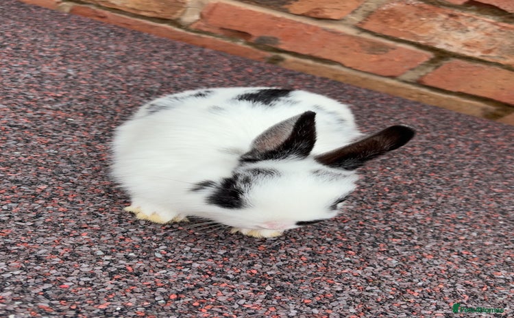English Lop rabbits - Advert 1