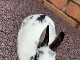 English Lop rabbits Lop rabbits - Advert 3