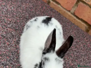 English Lop rabbits Lop rabbits - Advert 4