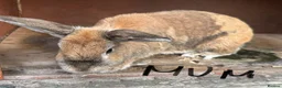 Mixed Breed rabbits for sale: Baby bunnies 2 4 £50 or £30 each - Advert 11