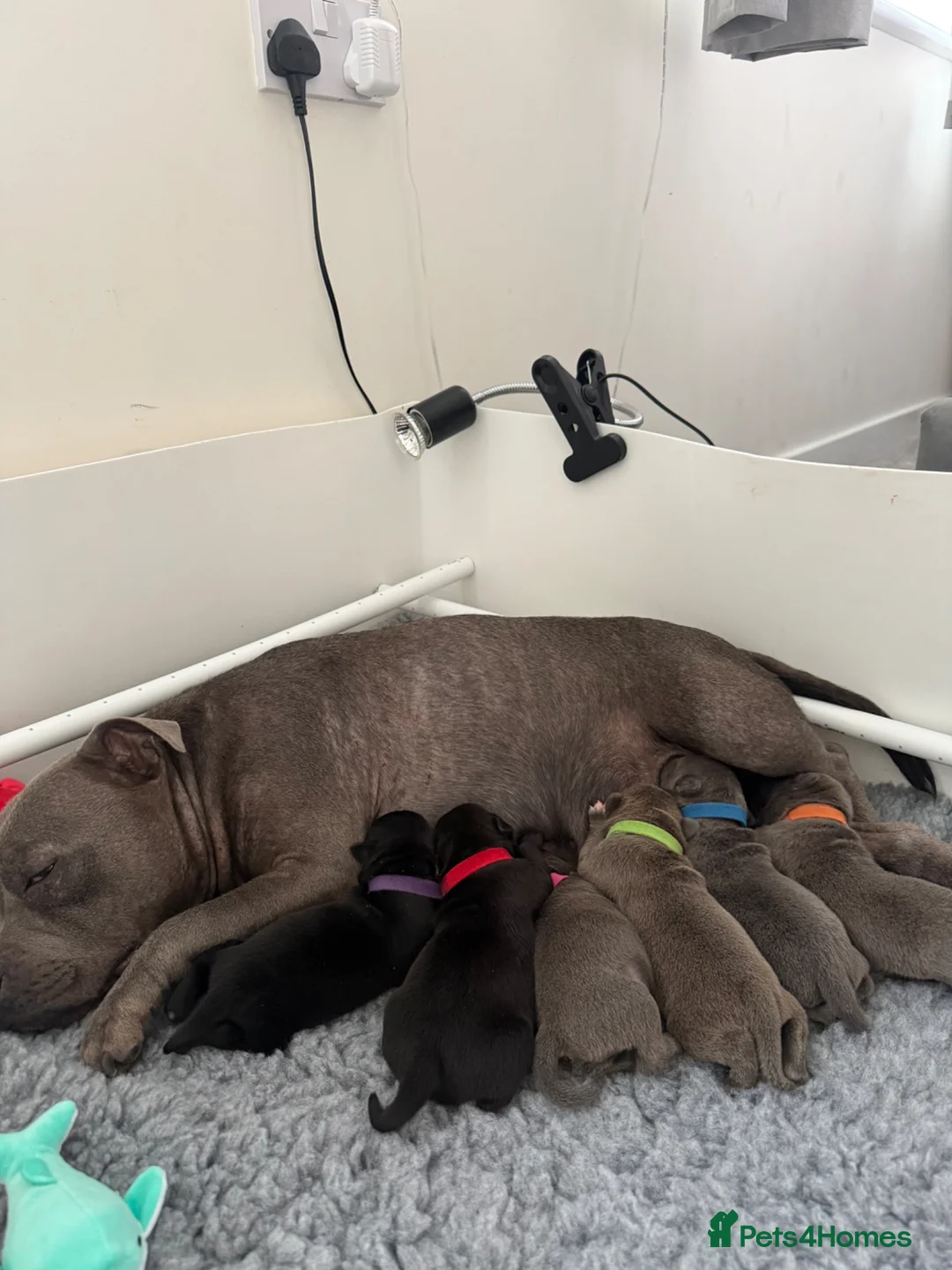 Staffordshire Bull Terrier dogs for sale: KC REG STAFFORDSHIRE BULLTERRIER in Walsall - Advert 21