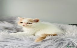 Exotic cats for sale: 🔥 GCCF MALE EXOTIC KITTEN OUTSTANDING 🔥 - Image 6