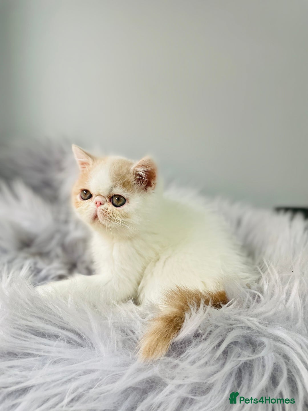 Exotic cats for sale: 🔥 GCCF MALE EXOTIC KITTEN OUTSTANDING 🔥 - Image 6