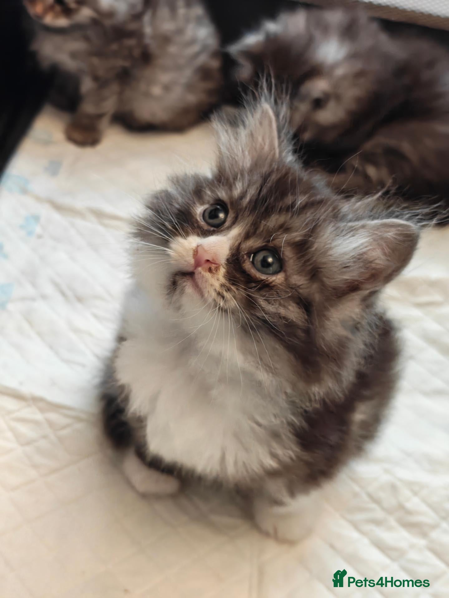 Siberian cats TICA Registered Pedigree Siberian kittens - Advert 2