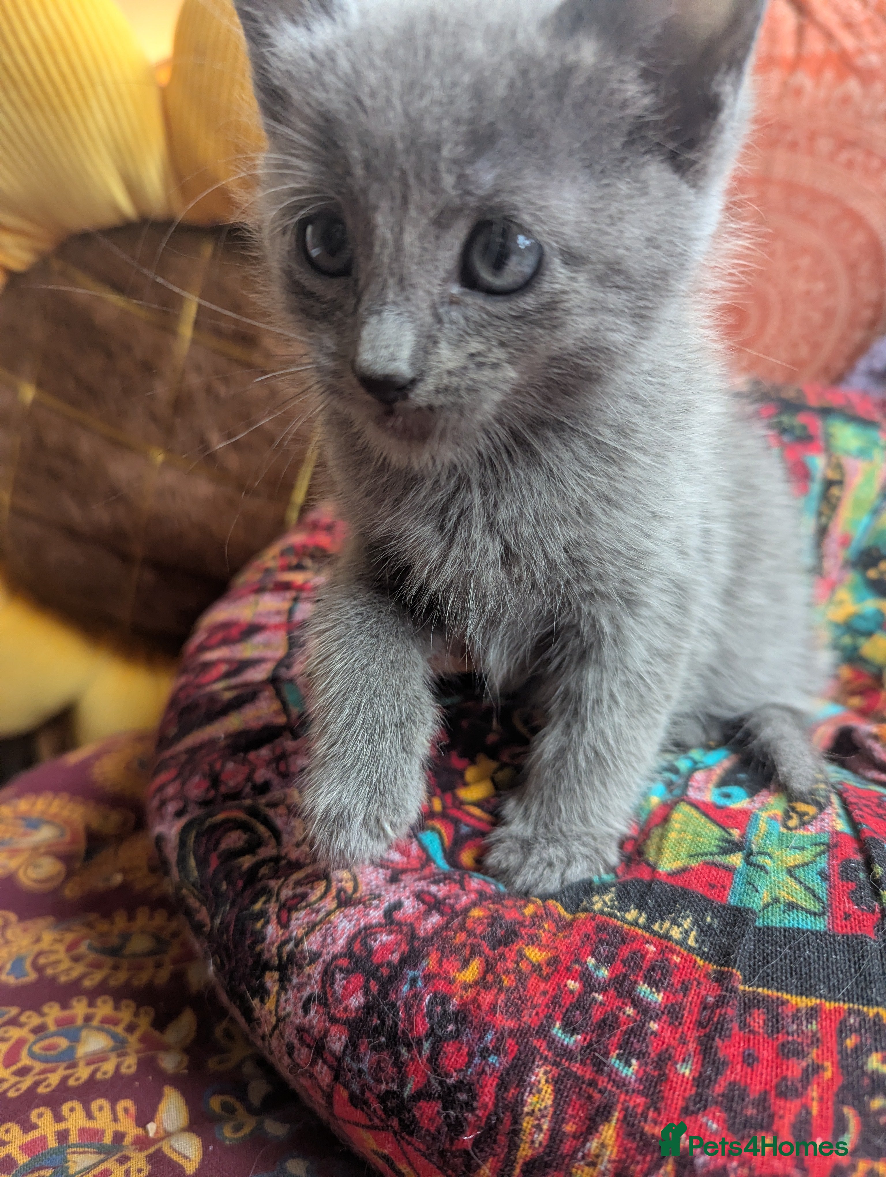 Russian Blue cats Adorable Russian Blue X Kittens  - Advert 6