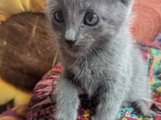 Russian Blue cats Adorable Russian Blue X Kittens - Advert 6